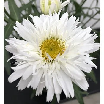 Sazenice Kopretina velkokvětá ´SWEET DAISY™ REBECCA´, kont. 0,5 l