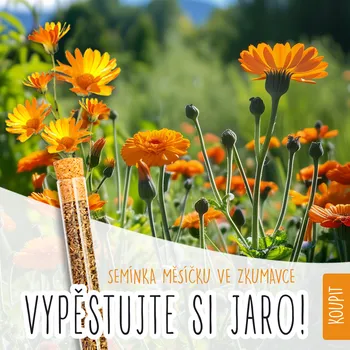 Semeno LIPOO KVĚTINOVÁ ZKUMAVKA - MĚSÍČEK LÉKAŘSKÝ
