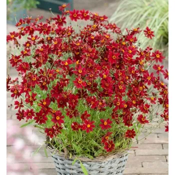 Sazenice Krásnoočko ´RUBY RED´ kont. 0,5 l