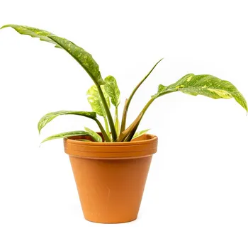 Gardners Philodendron narrow Ring of Fire, průměr 14 cm Filodendron