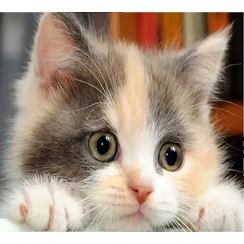 Diamantové malování Amparo Miranda® Diamantový obrázek Kotě DM86