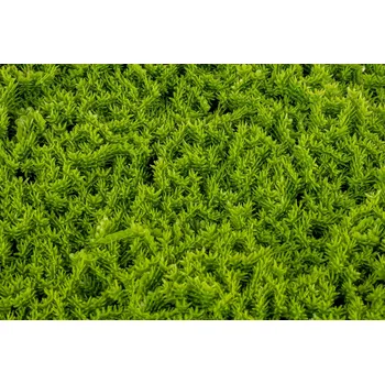 umělá květina Mechová zelená stěna Green'y 50 cm 1 ks