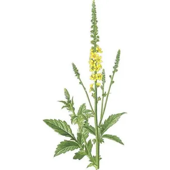 Bylinná koupel z ŘEPÍKU