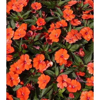 Semeno Netýkavka Accent F1 oranžová 15 ks