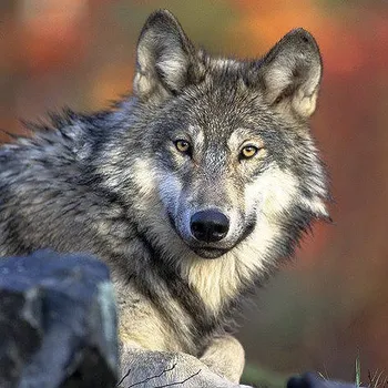 Vladimír Zajíc: Wolfi Audiokniha