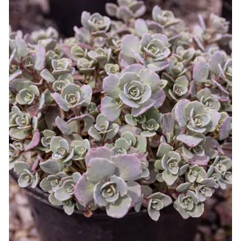 Sazenice Rozchodník větvený, kont. 0,5 l