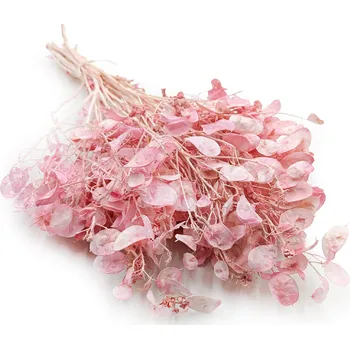 mech-mech.cz Sušená Měsíčnice (Lunaria) - Růžová