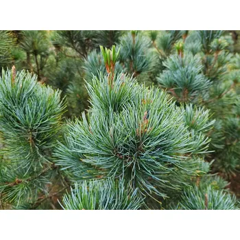 Sazenice Borovice zakrslá