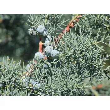 Sazenice Cypřiš arizonský 'Glauca'