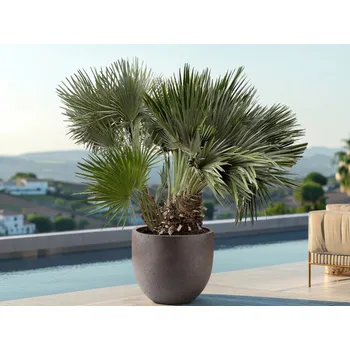 Sazenice Žumara nízká 'Vulcano' kontejner p30