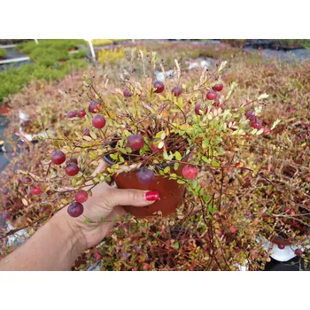 Sazenice levandule-online.cz Brusinka americká - klikva velkoplodá