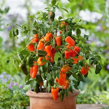 Semeno Paprika Lubega Mini Orange F1 - Capsicum annuum - osivo papriky - 5 ks