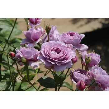 Sazenice levandule-online.cz Mnohokvětá růže Kordes 'Novalis Lavender ®' 5l kontejner