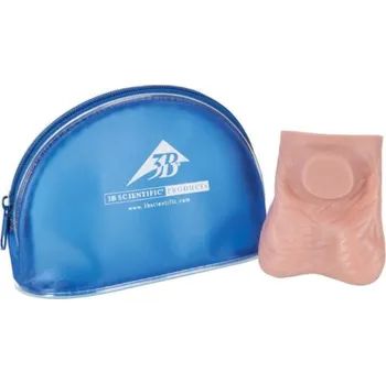 Model varlat (Anatomické modely)