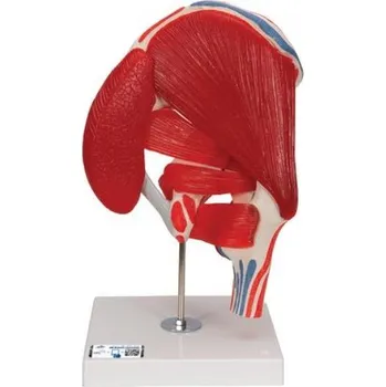 Model lidského kyčle s odnímatelnými svaly, 7 částí (Anatomické modely)