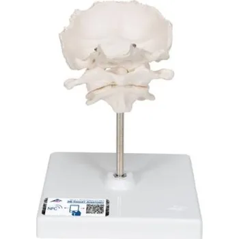 Model lidského atlasu a axisu s týlní kostí (Anatomické modely)