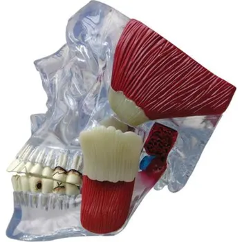 Model TMJ (Anatomické modely)