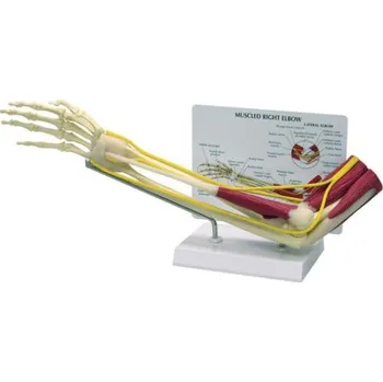 Model svalnatých loktů (Anatomické modely)