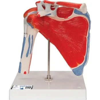 Model lidského ramenního kloubu s rotátorovou manžetou, 5 částí (Anatomické modely)