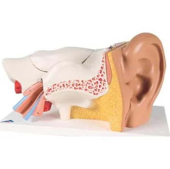 Model ucha, 3-krát životní velikosti, 6 částí (Anatomické modely)
