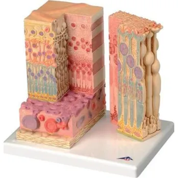 Mikroanatómia oka (Anatomické modely)