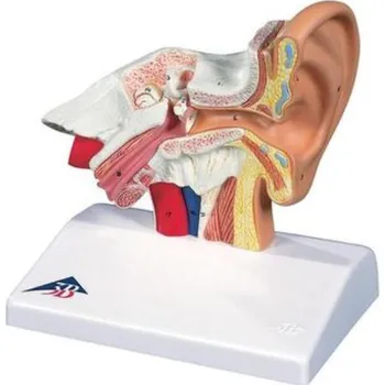 Model ucha, 1,5-krát životní velikosti (Anatomické modely)