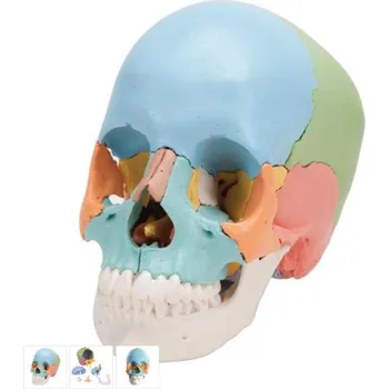 Beauchene Adult Human Skull Model - Didactic Colored Version, 22 part (Anatomické modely)