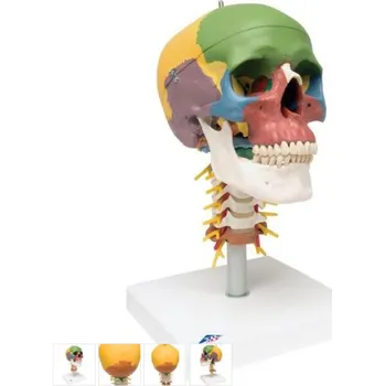 Didactic Human Skull Model on Cervical Spine, 4 part (Anatomické modely)