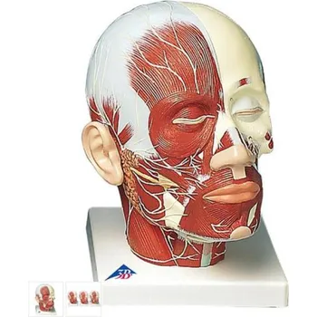 Model lidské hlavy se svaly a nervy (Anatomické modely)