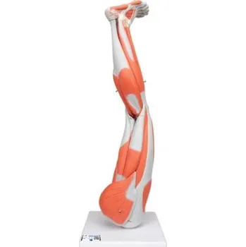 Model dolní končetiny se svaly, 3/4 životní velikost, 9 částí (Anatomické modely)