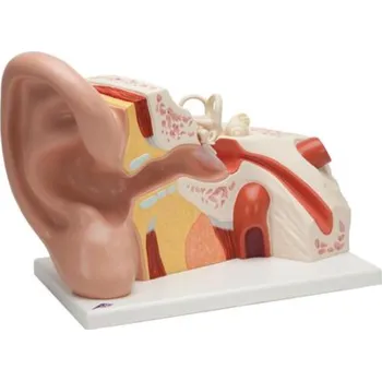 Model ucha, 5-krát životní velikosti, 3 částí (Anatomické modely)