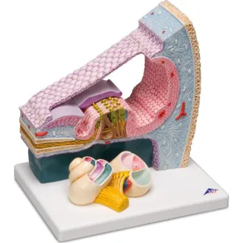 Orgán Corti (Anatomické modely)