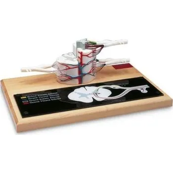 Model míchy (Anatomické modely)