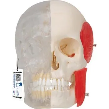 BONElike™ Human Skull Model, Half transparent and Half Bony, 8 part (Anatomické modely)