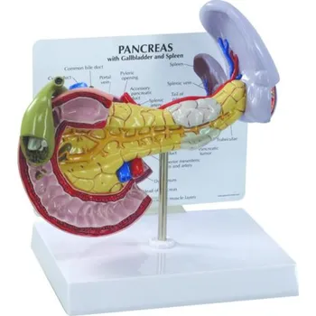 Model pankreatu (Anatomické modely)