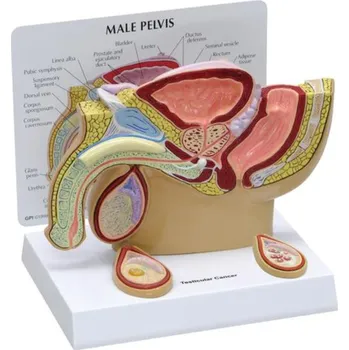 Model mužské pánve se varlaty (Anatomické modely)