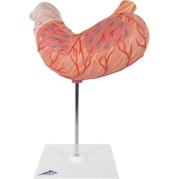Žaludek, 2 části (Anatomické modely)