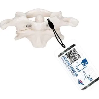 Model lidského atlasu a axisu bez podstavce (Anatomické modely)