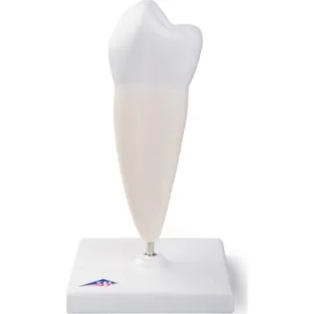 Lower Single-Root Pre-Molar (Anatomické modely)