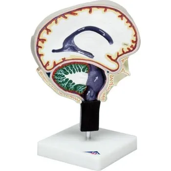 Cerebrospinálni cirkuláce tekutin (Anatomické modely)