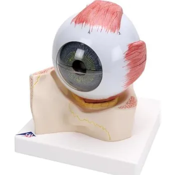 Oko, 5-krát životní velikosti, 7 částí (Anatomické modely)