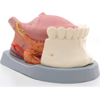 Model jazyka, 2,5-násobná životní velikost, 4 díly (Anatomické modely)