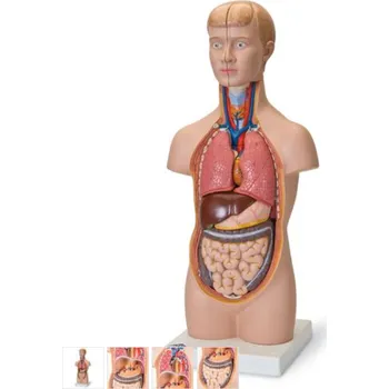 Mini torzo těla - 12 částí (Anatomické modely)