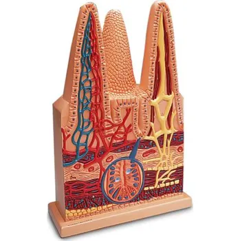 Střeva Villi, 100-krát životní velikost (Anatomické modely)