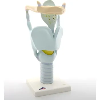 Funkční hrtanový model, 3-krát životní velikosti (Anatomické modely)