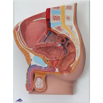 Mužská pánev, 2 části (Anatomické modely)