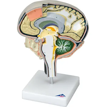 Model mozkové sekce s mediálními a sagitální řezy (Anatomické modely)