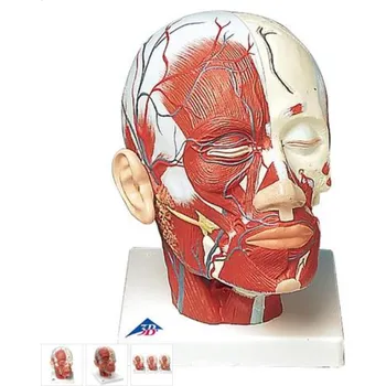 Model lidské hlavy se svaly a cévami (Anatomické modely)