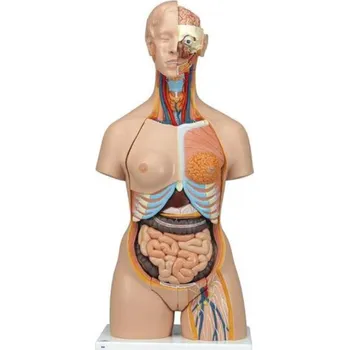 Torzo těla Deluxe dualsex se svaly - 31 částí (Anatomické modely)