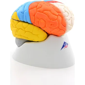 Neuroanatomických mozek, 8 částí (Anatomické modely)